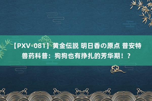 【PXV-081】黄金伝説 明日香の原点 普安特兽药科普：狗狗也有挣扎的芳华期！？